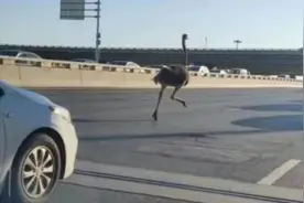 郑州街头狂奔的鸵鸟死亡？主人回应：正安抚情绪图片