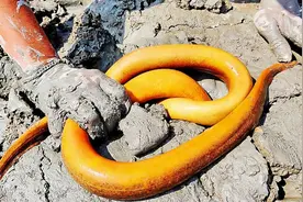 不好吃？巨鳝入侵广东，半晚上钓了20多斤，送人都送不掉？图片