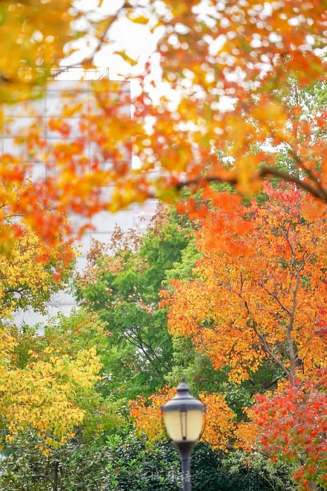 太出片了！这里的枫叶红了，乌桕美了！网友：原来武汉的秋天这么多情！