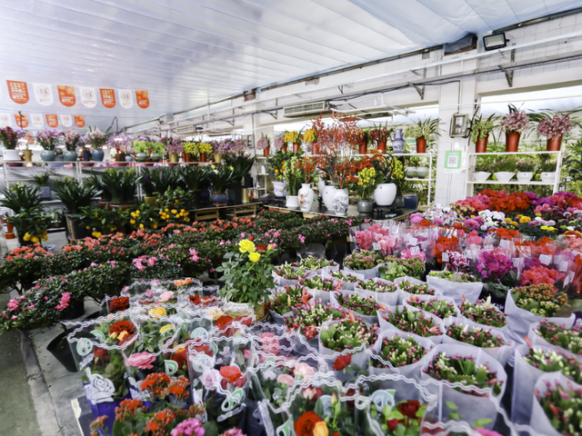 丰台这7家宝藏花卉市场，承包你冬日的盎然“生机”