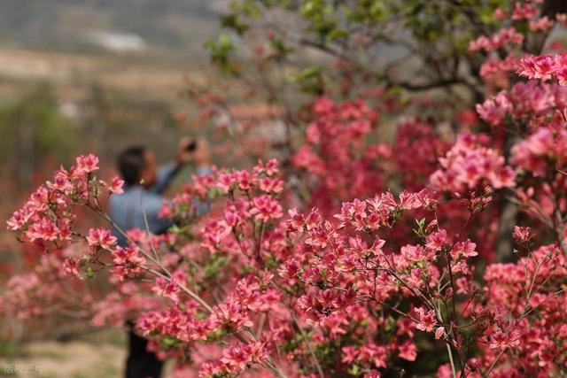 满山遍野的映山红