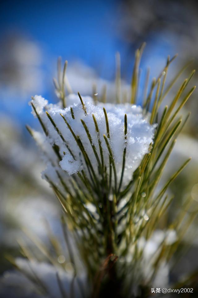 山西陵川雪后现雾凇美景