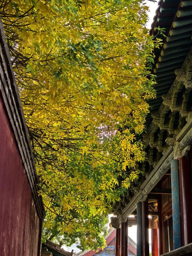 秋游武威正当时，寻迹丝路古城秋韵