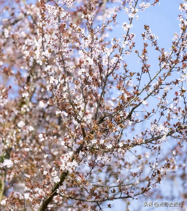 成都最大规模紫叶李花，长达1000米，壮观的美，这4处都免费！