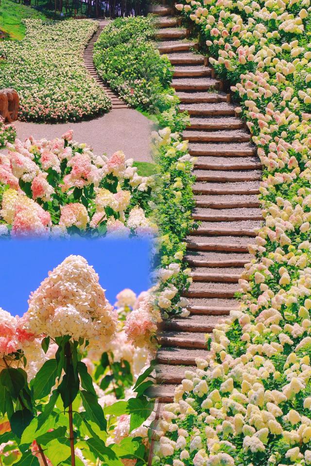 🆘 在贵州发现一片巨型「香草草莓冰淇淋」山