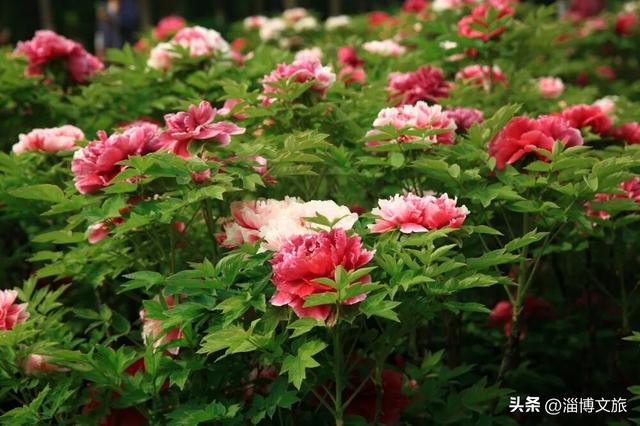 省里刚发布！淄博自然赏花地图（2026版）浪漫上线！跟着跑就对了→