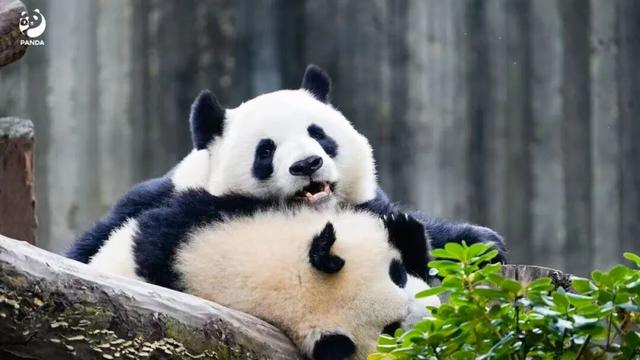 成都与法国，跨越千里的“双向奔赴”