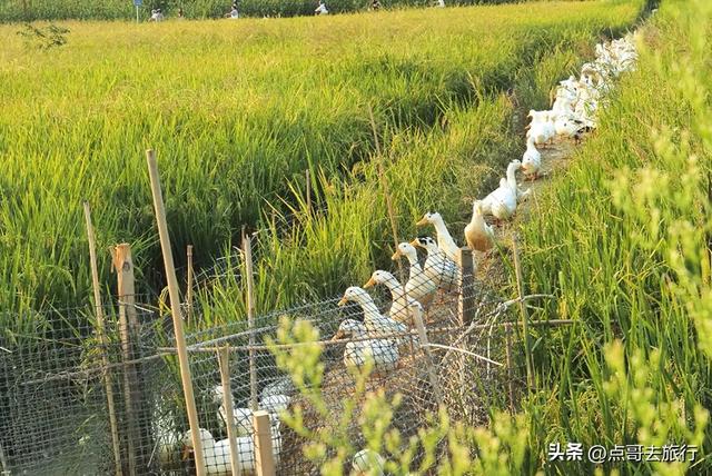 成都5个小众景点，每一处都让人惊讶，不要门票，地铁公交直达！