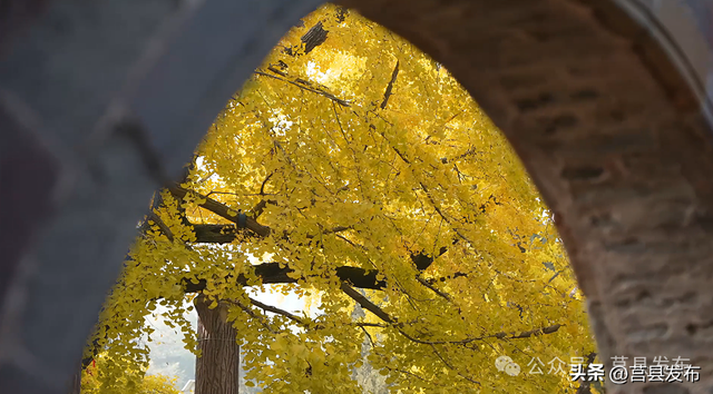 杏好遇见，刚刚好！