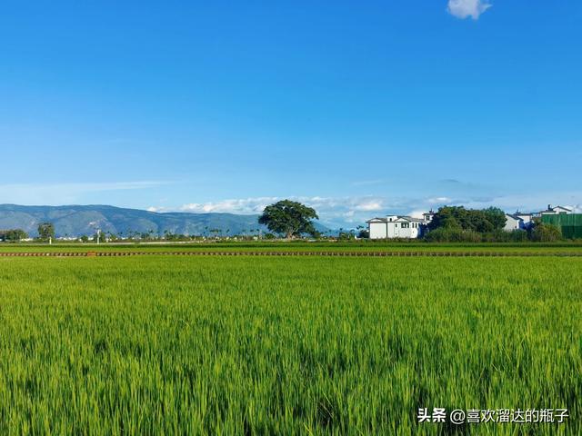 喜洲，藏在稻田里的浪漫