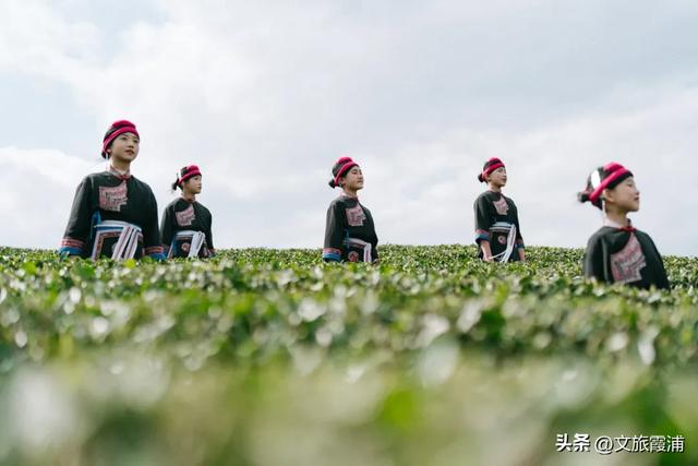 每日一村：茶岗村——茶香畲韵交融，山海间的文旅活力地