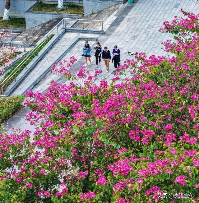 速收藏！贵港十二月赏花地图出炉，这些绝美机位拍出氛围感大片