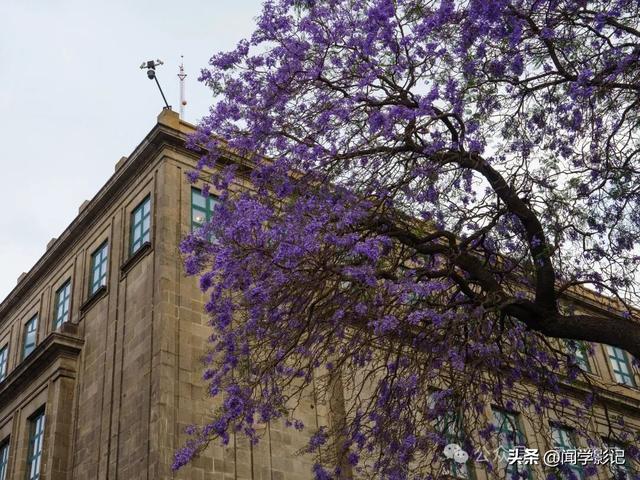 墨西哥城见闻：宪法广场•抗议大本营