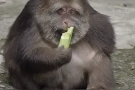 生人勿近的独臂猴被师太收养，竟成全网最慈眉善目的猴子？图片