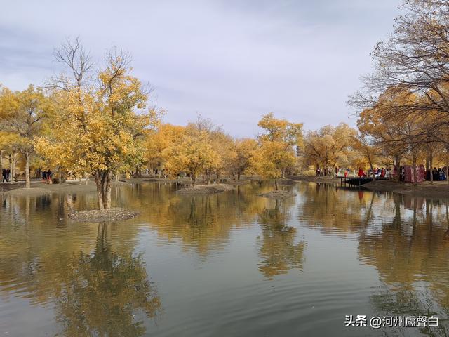 金塔胡杨林