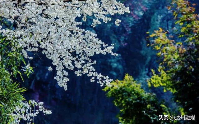 也就亿点点好看吧！月亮坪万亩野樱花海上线，快来打卡~