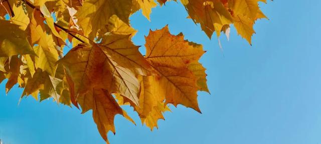 寻美薛城丨冬日的浪漫！法桐的金色韵味从秋的繁华走向冬的静谧！