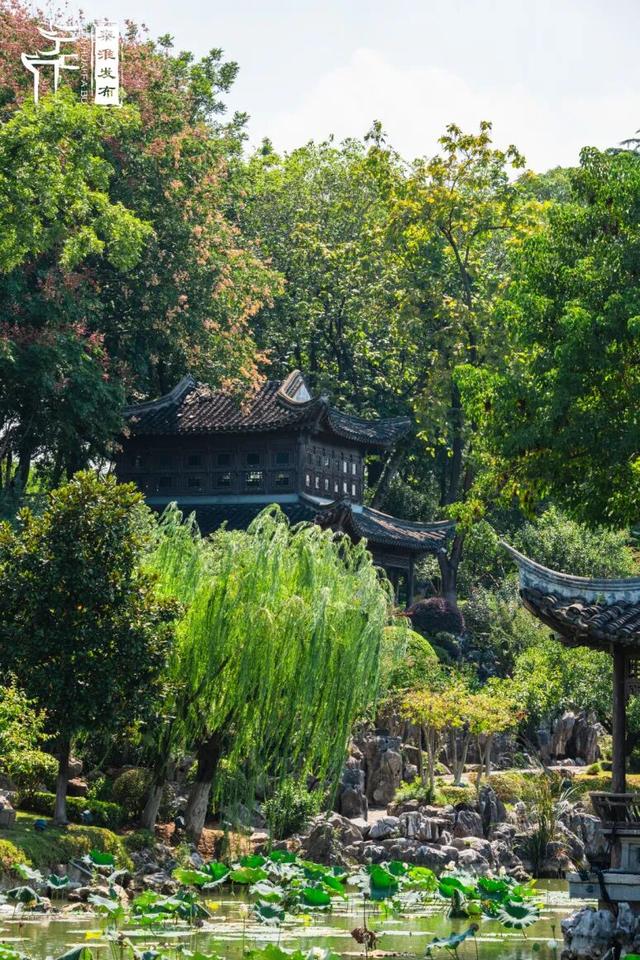 花样秦淮｜栾花绽放金秋至