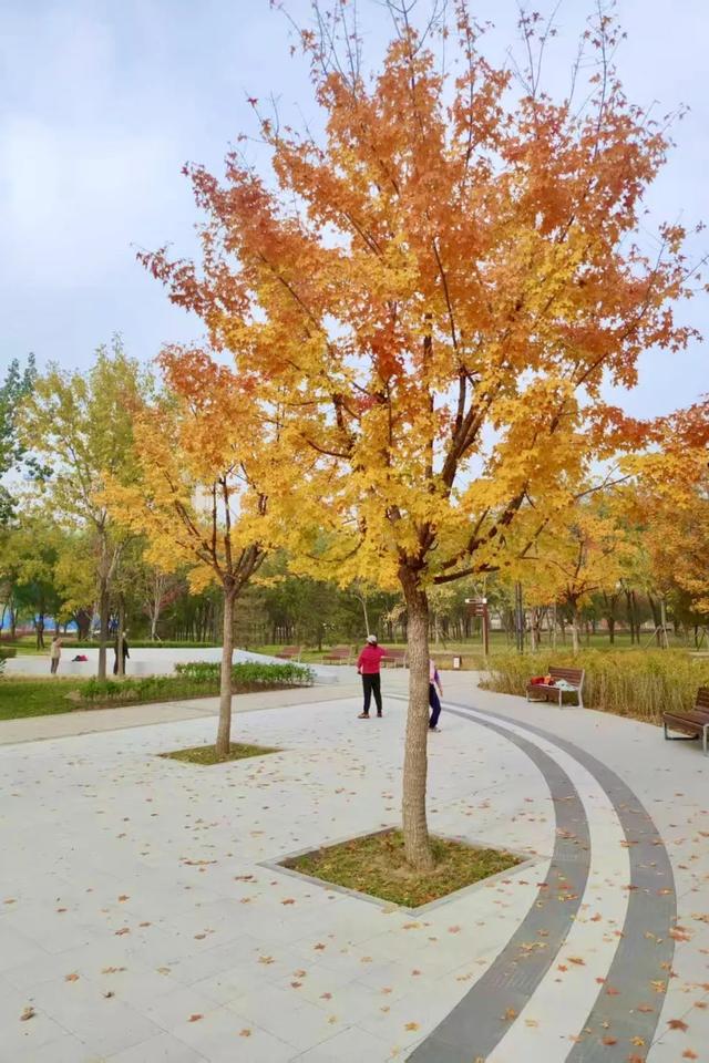 157亩绿地对外开放!丰台又添“治愈系”空间,就在——