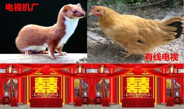 不用机顶盒，免费看有线电视的破局之路！