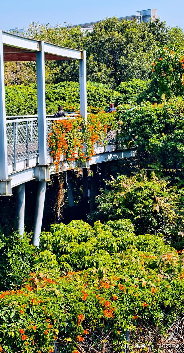 午间邂逅浓浓春意——深圳香蜜公园炮仗花开