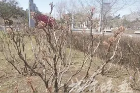 长春牡丹园最新消息图片