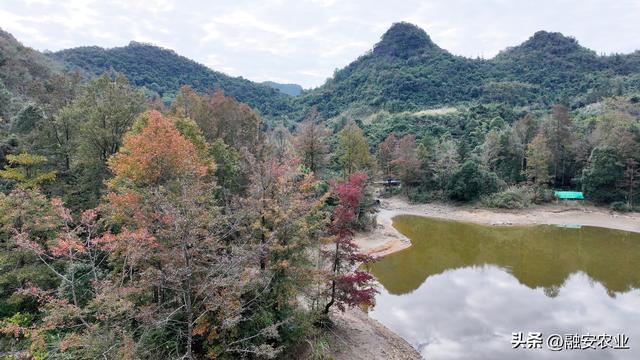 广西融安：冬日枫景正美
