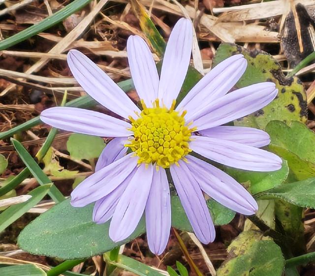 繁花似锦的秋天