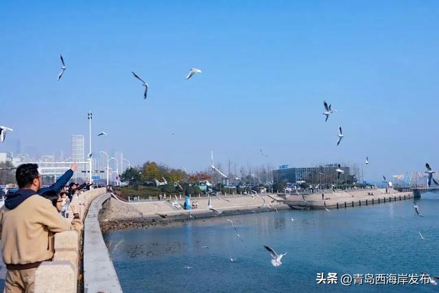 “鸥”耶！西海岸来了一批“老朋友”！