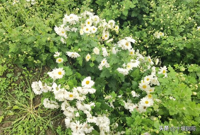 千年古麇，菊香五峰！十堰市郧阳区东峰村万亩菊花震撼盛开太美了