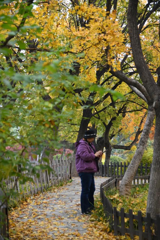 人在画中游!丰台花园秋色满园,错过再等一年,快来打卡~