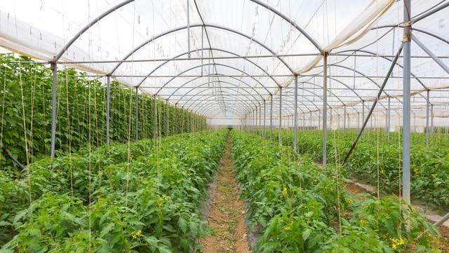 “最怕大雪一日晴”	，今日大雪，为啥怕？冬天冷不冷？早看早知道