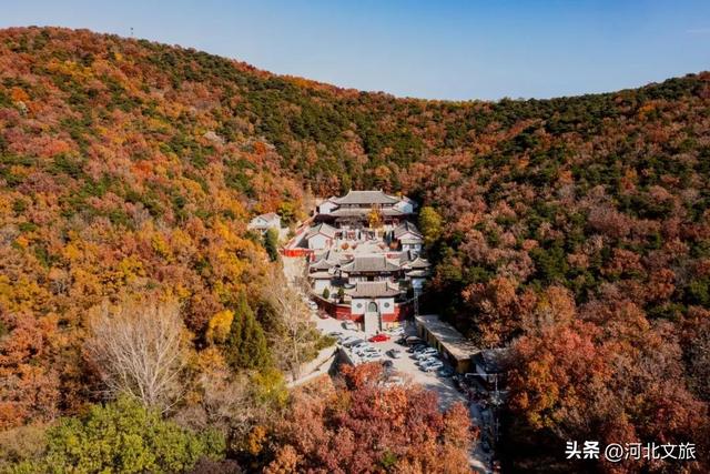 收藏！秦皇岛“银杏观赏地图”出炉，这八处胜地解锁璀璨深秋~