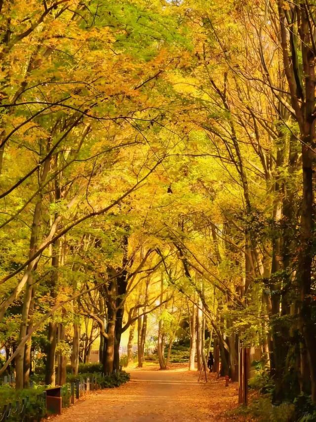 周末植物园赏枫去！这篇错峰+绿色出行攻略请收好～