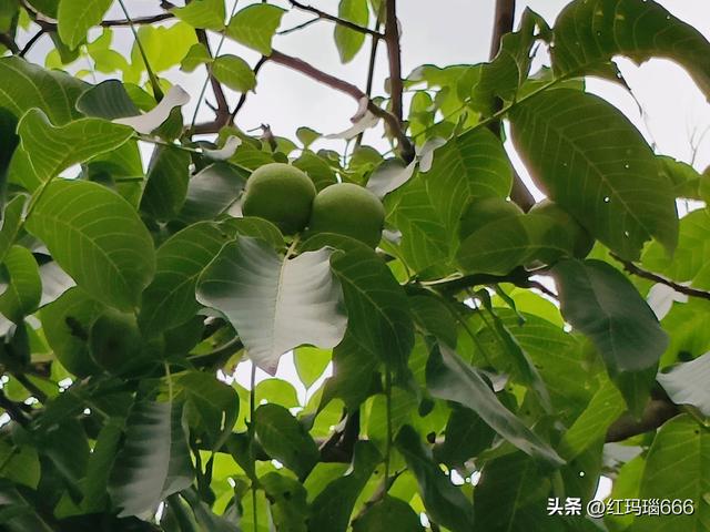 酷暑炎炎，到蔚县大南山避暑，一条免费的自然风光游路线真不错