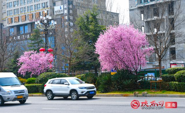 赴春约！赏花正当时，来渭南邂逅浪漫春光（组图）