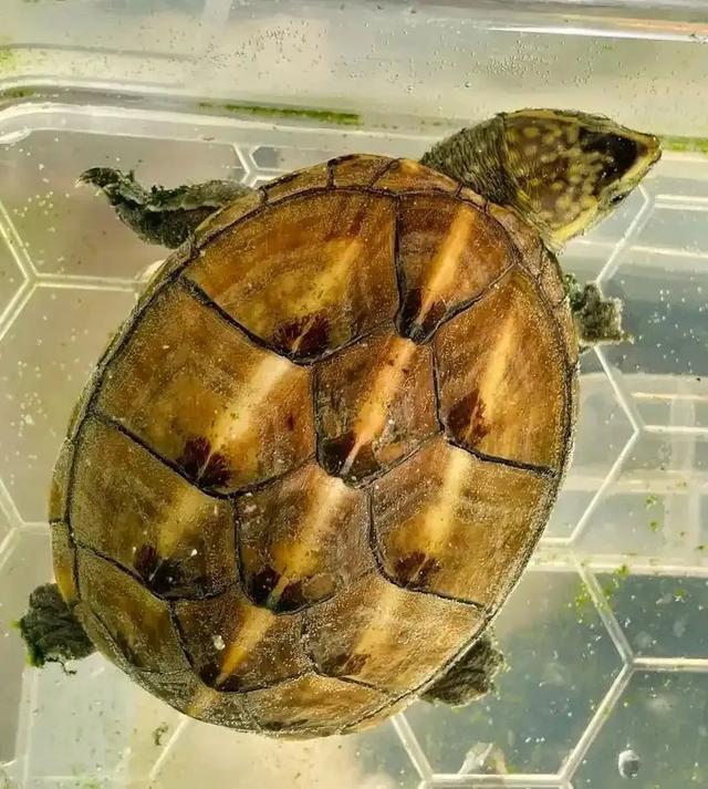 这三种龟和鱼混养绝配！颜值爆表还超省心，尤其第3种太意外了