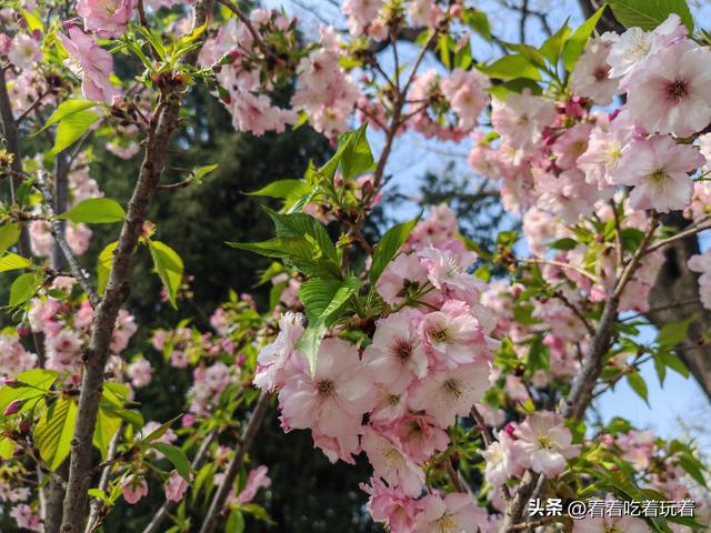 北京公园赏花记