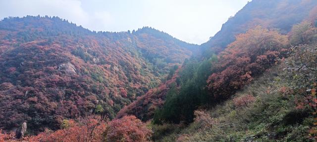 骊山红叶似火 车辆行人如织