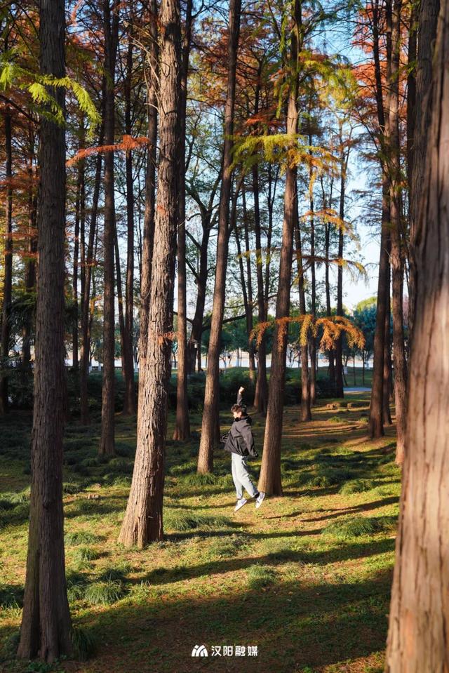 武汉城中心的彩叶秘境，在汉阳藏不住了！