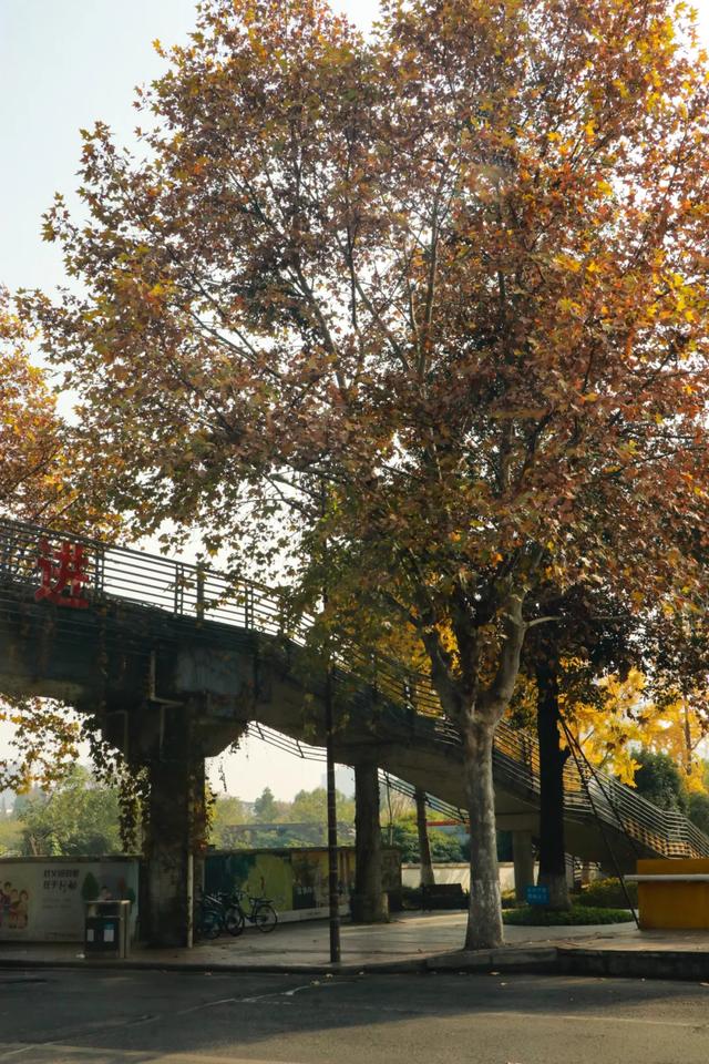 一袭焦糖色冬装！郫都老城梧桐，解锁街头温暖诗意