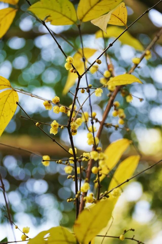 花漾邛州｜“蜡”么香，“蜡”么美！