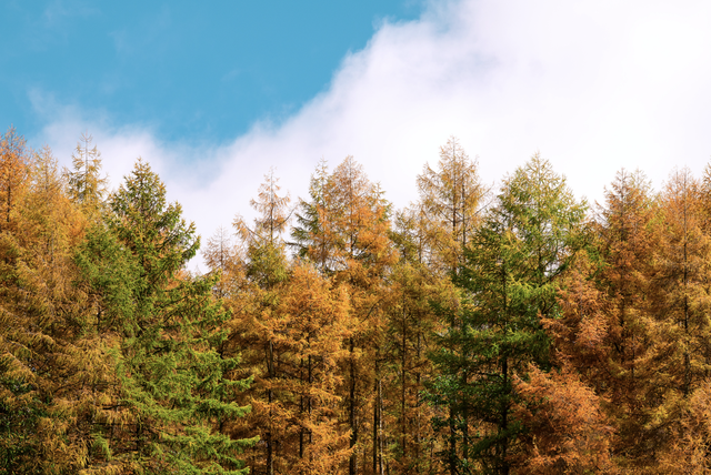 《2025雅安深秋耍事》出炉！这样耍，安逸得很！