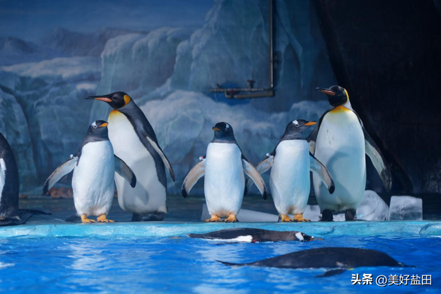 元旦别宅家！和南极萌企鹅共赴小梅沙新年狂欢