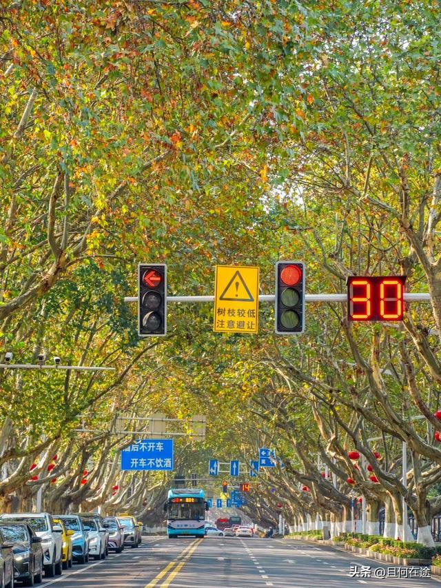 南京“丑萌”梧桐C位出道！颐和路半天游，把民国浪漫拍成表情包