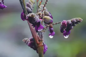 2025年入梅、出梅时间表来了，哪天入梅？图片