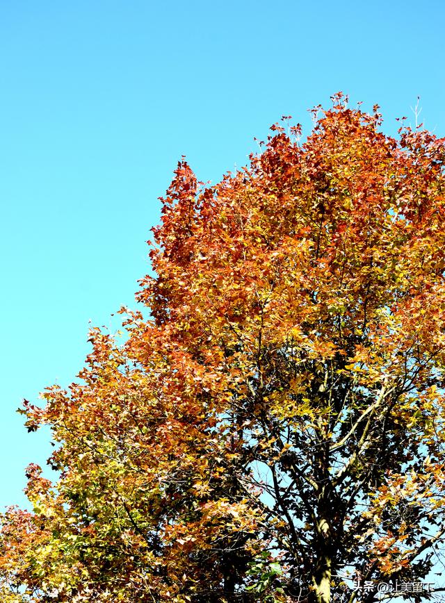 贵州贵阳乌当区的柿子和彩林，体验初冬之韵