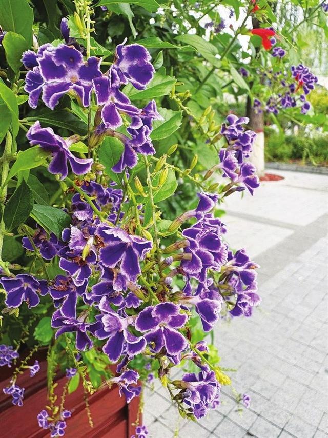 两节花正艳 并州秋韵浓
