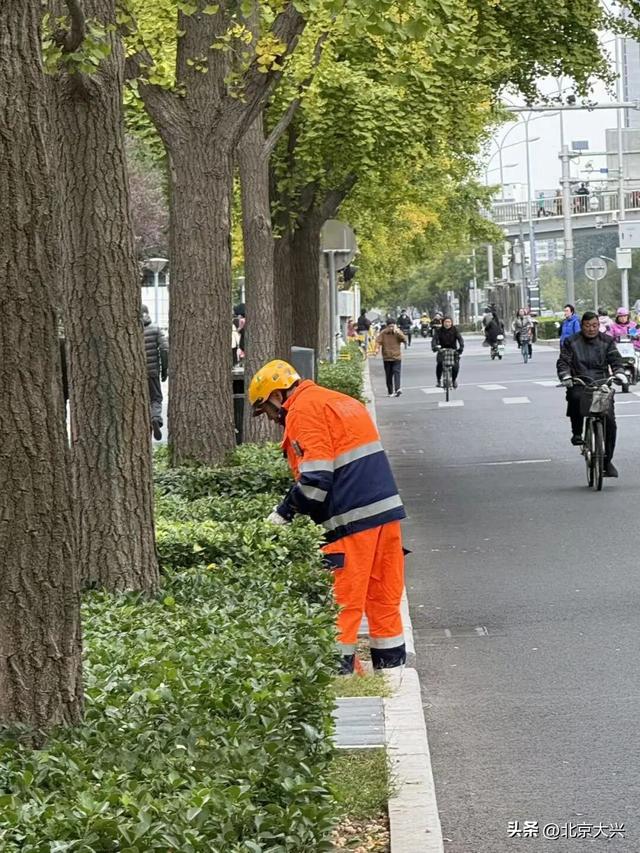 这果子的“歹毒”，足以毁掉整条大道的浪漫……怎么破？