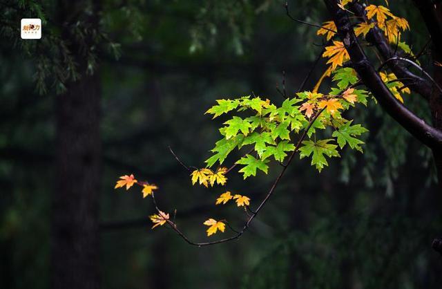 古城与秋叶的交响